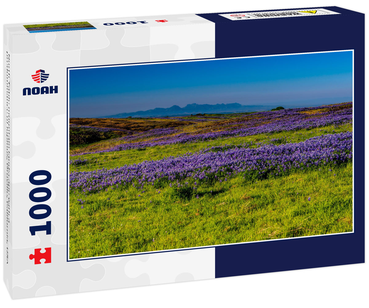 North Table mountain landscape with a predominance of lupinus, Oroville, California, USA