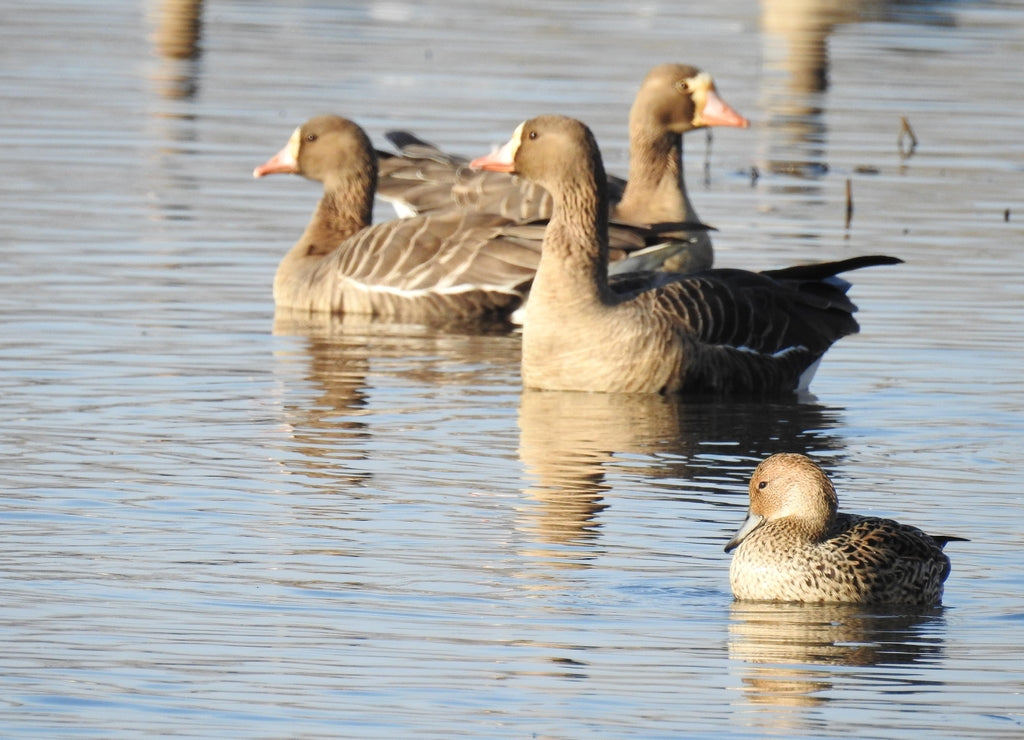 A female mallard duck in the foreground, with several greater white-fronted geese in the background, swimming in the waters of the Colusa National Wildlife Refuge, Sacramento Valley, California