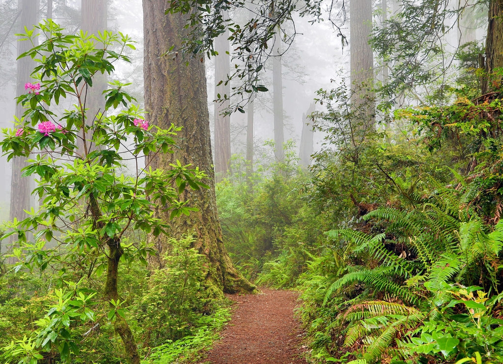 Redwoods and rhododendrons along Damnation Creek Trail in Del Norte Coast Redwoods State Park, California