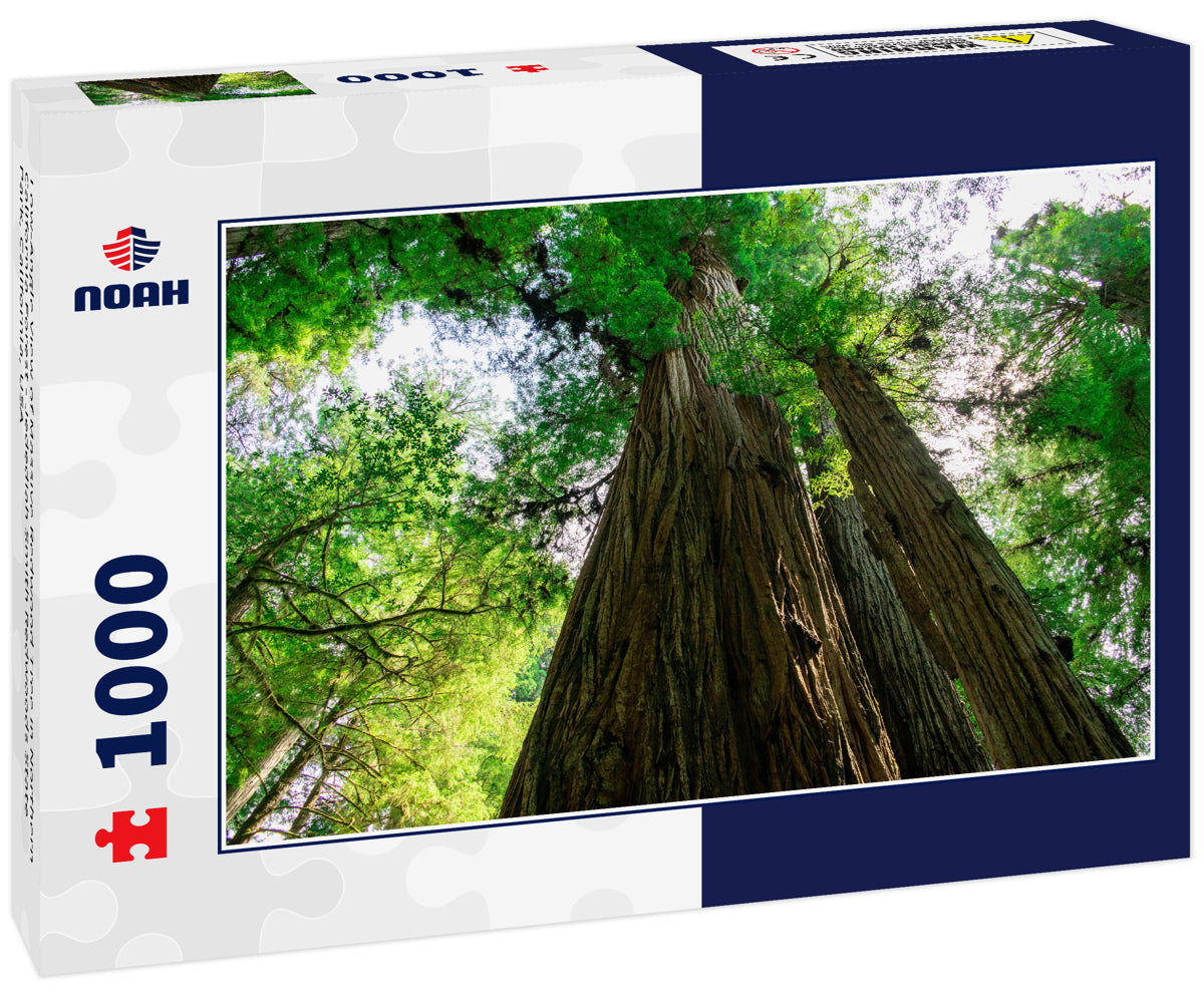 Low-Angle View of Massive Redwood Tree in Northern California Forest - Jedediah Smith Redwoods State Park, California, USA