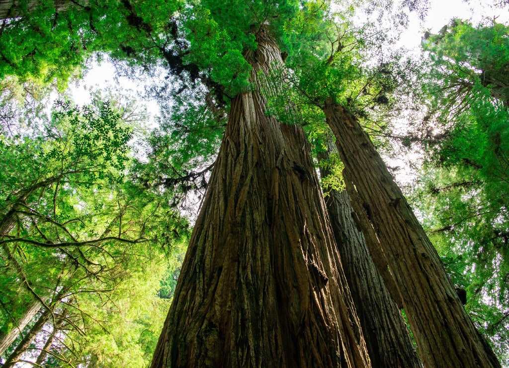 Low-Angle View of Massive Redwood Tree in Northern California Forest - Jedediah Smith Redwoods State Park, California, USA