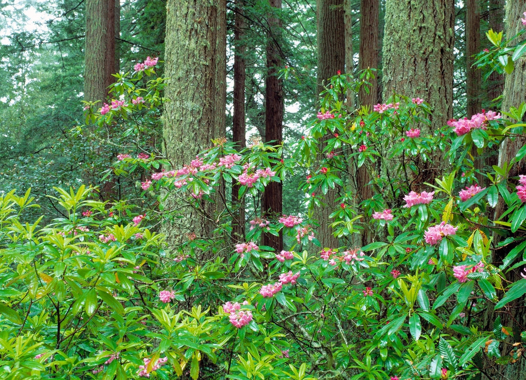 USA, California, Redwood NP. Rhododendron bushes abound in Redwood National Park, California, a World Heritage Site