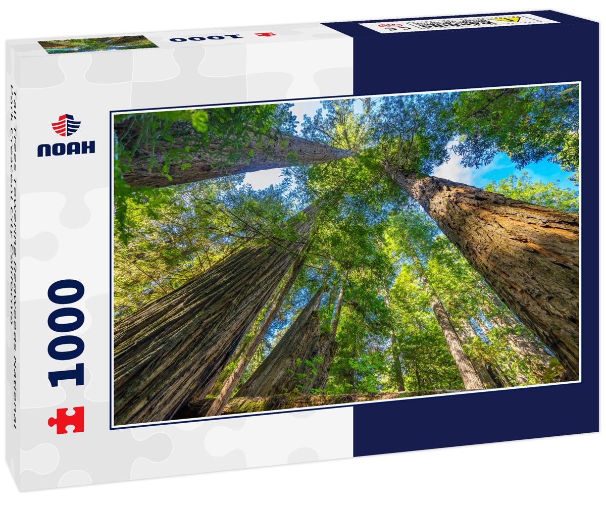 Tall Trees Towering Redwoods National Park Crescent City California