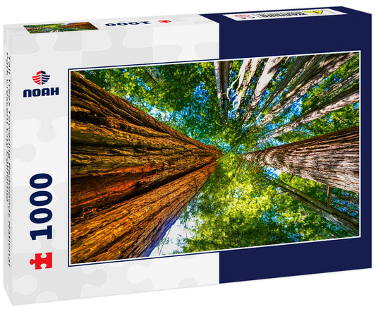 Tall Trees Towering Redwoods National Park Crescent City California