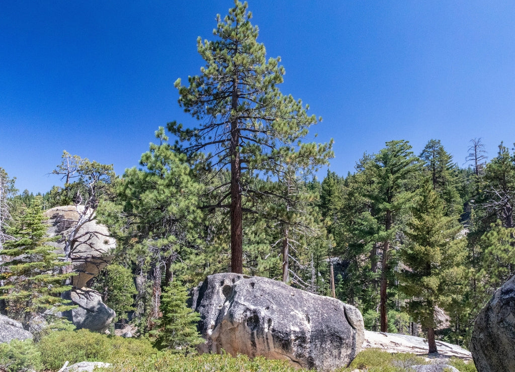 Forest and Boulders, D.L. Bliss State Park, Lake Tahoe, California