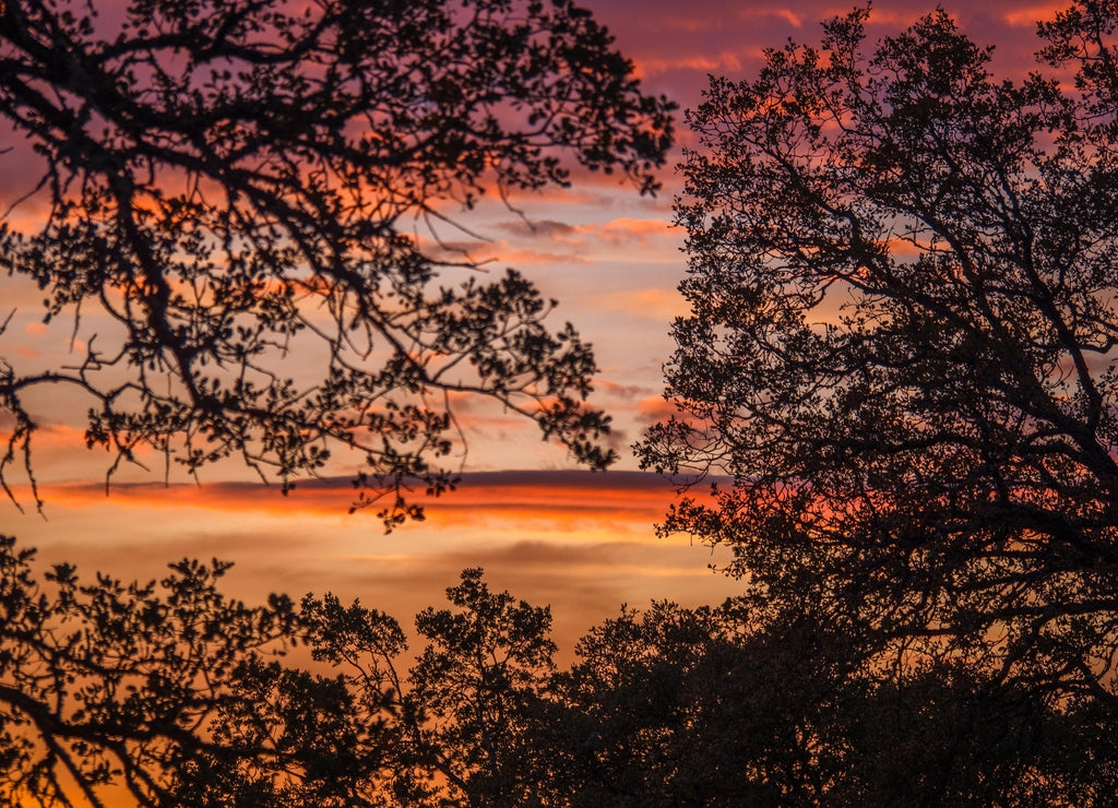 Silhouetted oak trees against sunset sky. Falcons Crest Folsom Lake State Recreation Area