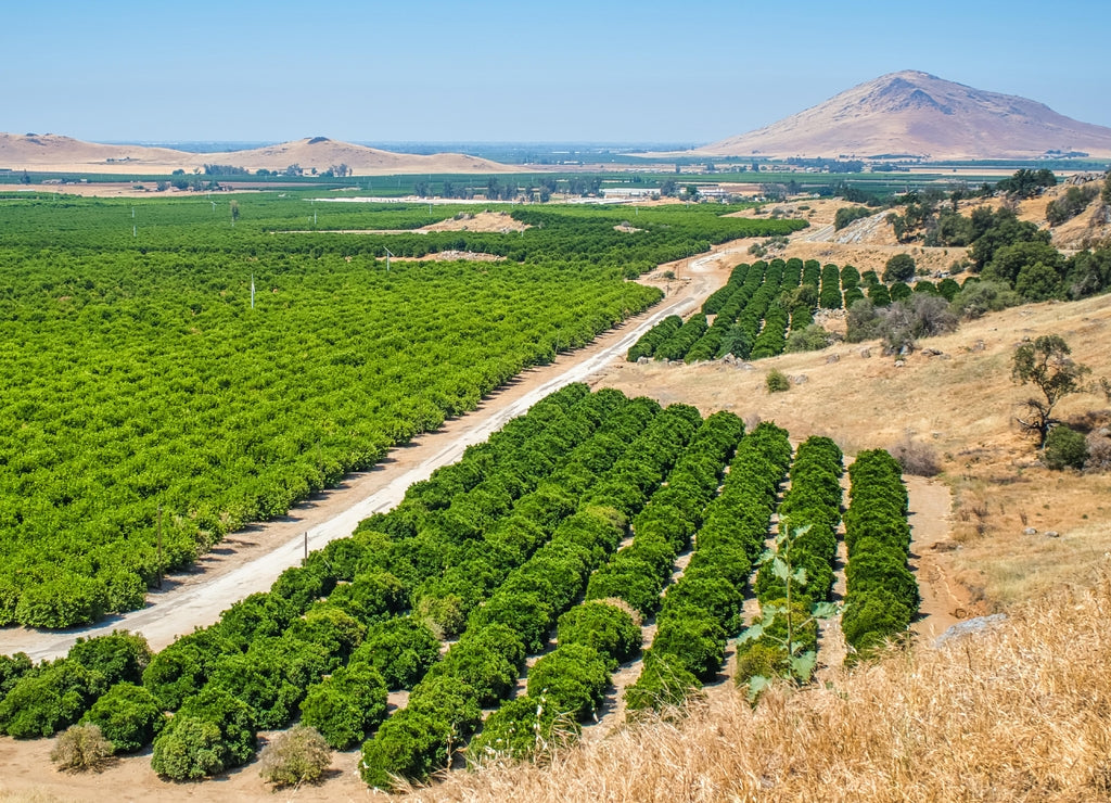 Orange groves in east side of the Central Valley in Fresno County, California, USA