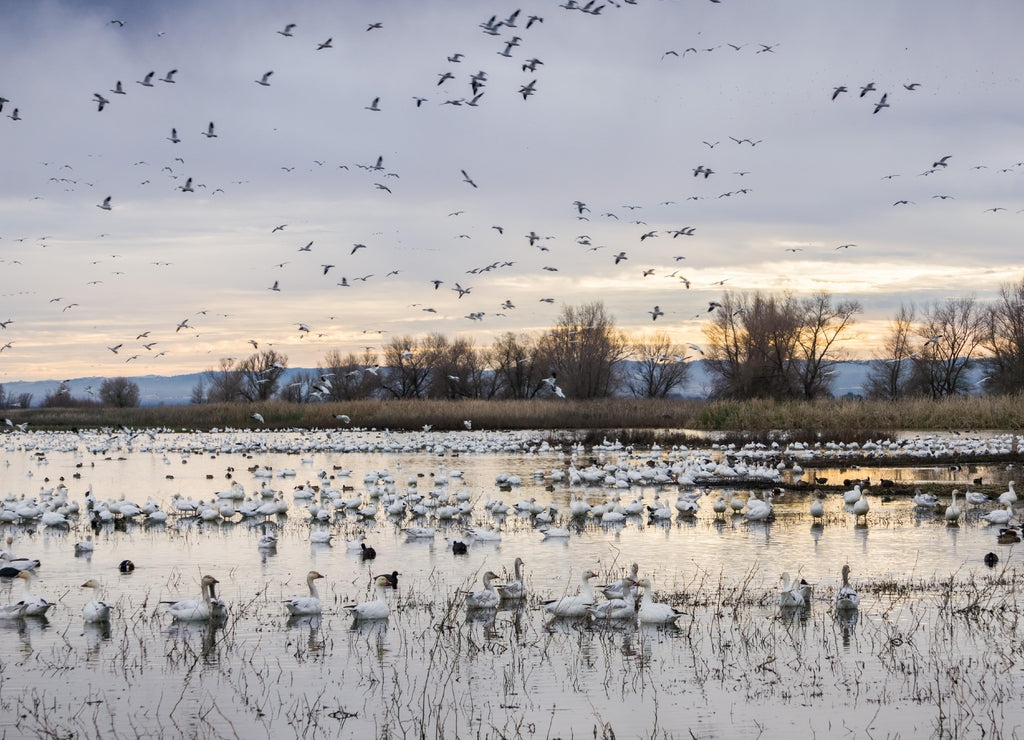 Flocks of snow geese resting in the shallow ponds of Colusa Wildlife Refuge; Sacramento National Wildlife Refuge, California
