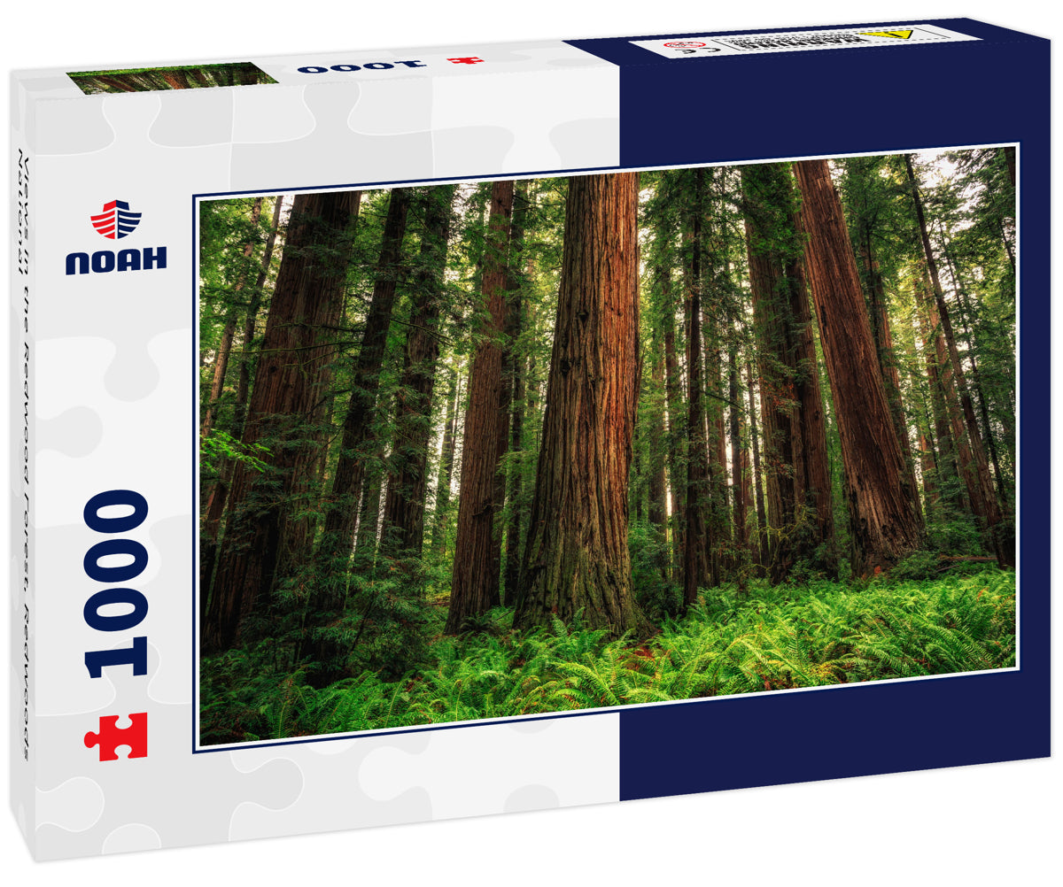 Views in the Redwood Forest, Redwoods National & State Parks California