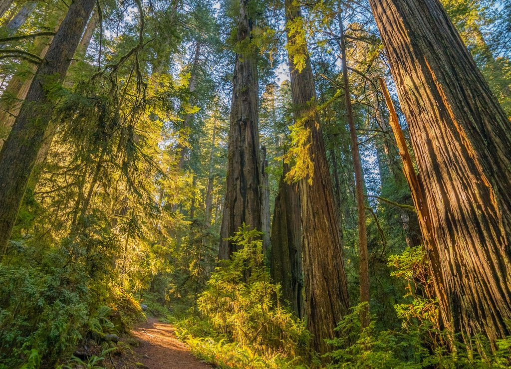 A path in the fairy green forest. The sun's rays fall through the branches. Redwood national and state parks. California, USA