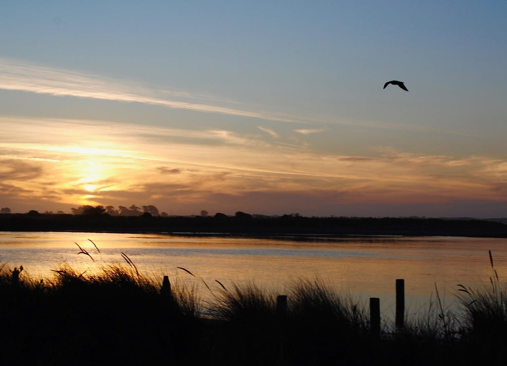 Sunset on Eureka, California's Pacific coast on Humboldt Bay. Bird flying. Humboldt Bay stretches from the sloughs and creeks at Arcata Marsh to the Humboldt Bay National Wildlife Refuge at Loleta