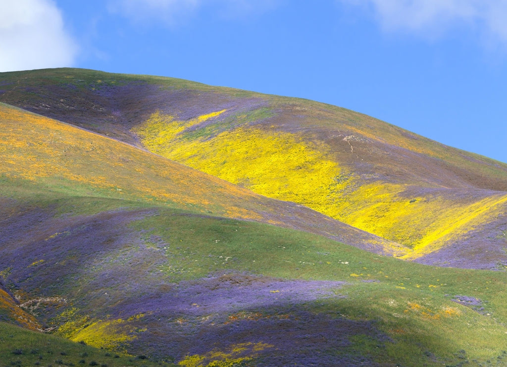 Spring Wildflowers in Temblor Range, Carrizo Plain National Monument, California