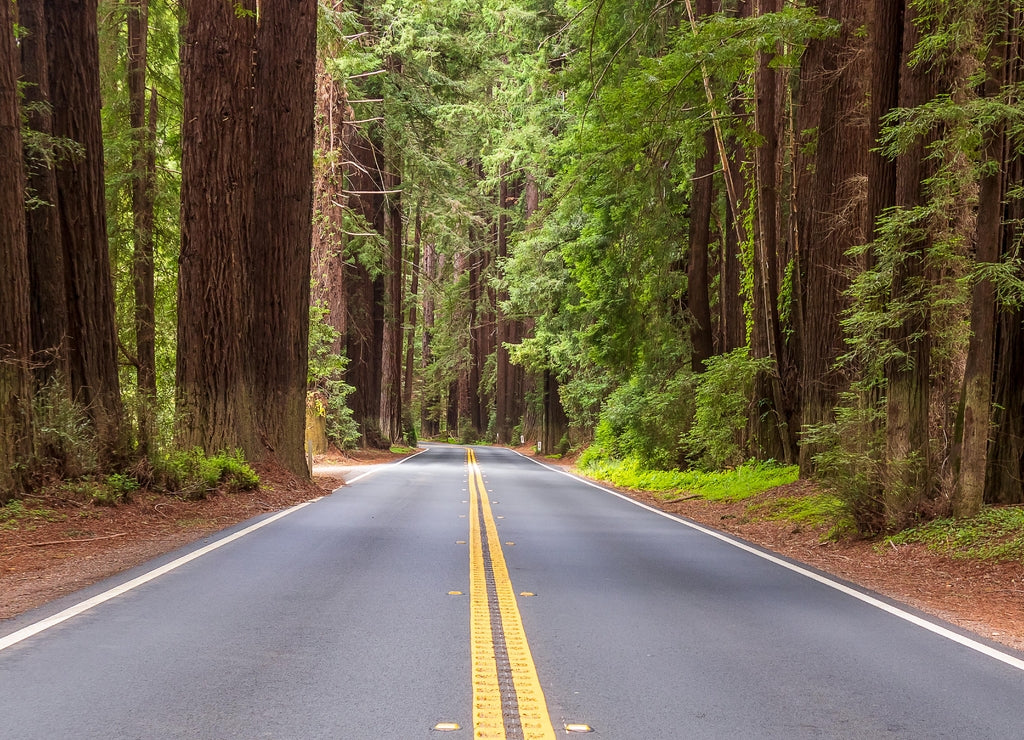 The scenic route in Navarro River Redwoods State Park, California