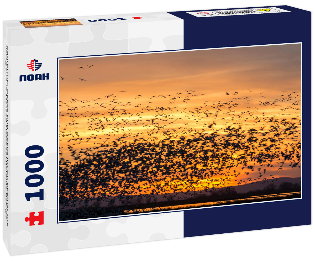 California. Geese and ducks lift off against the rising sun in Merced National Wildlife Refuge