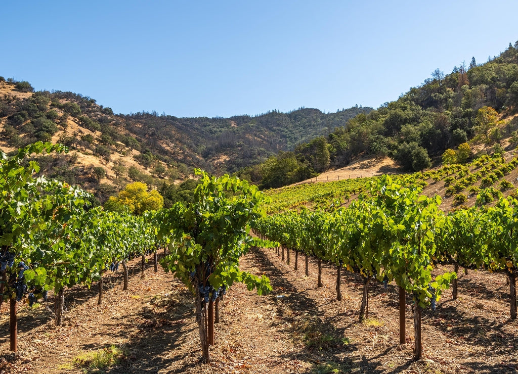 Panorama of Napa Valley Vineyard, Napa County, California, USA