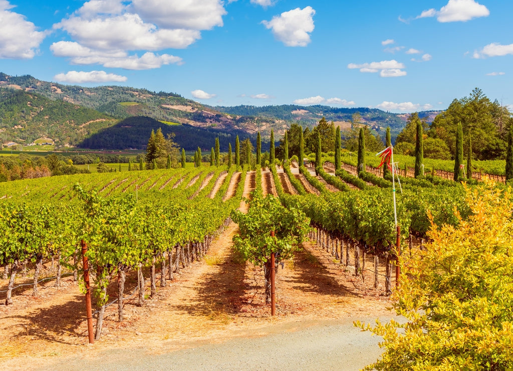 Vineyards in Napa Valley California USA