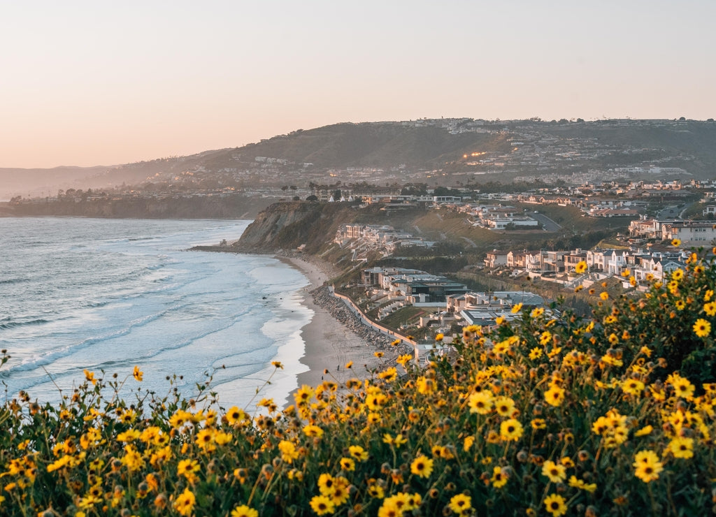 Yellow flowers and view of Strand Beach from Dana Point Headlands Conservation Area, in Dana Point, Orange County, California