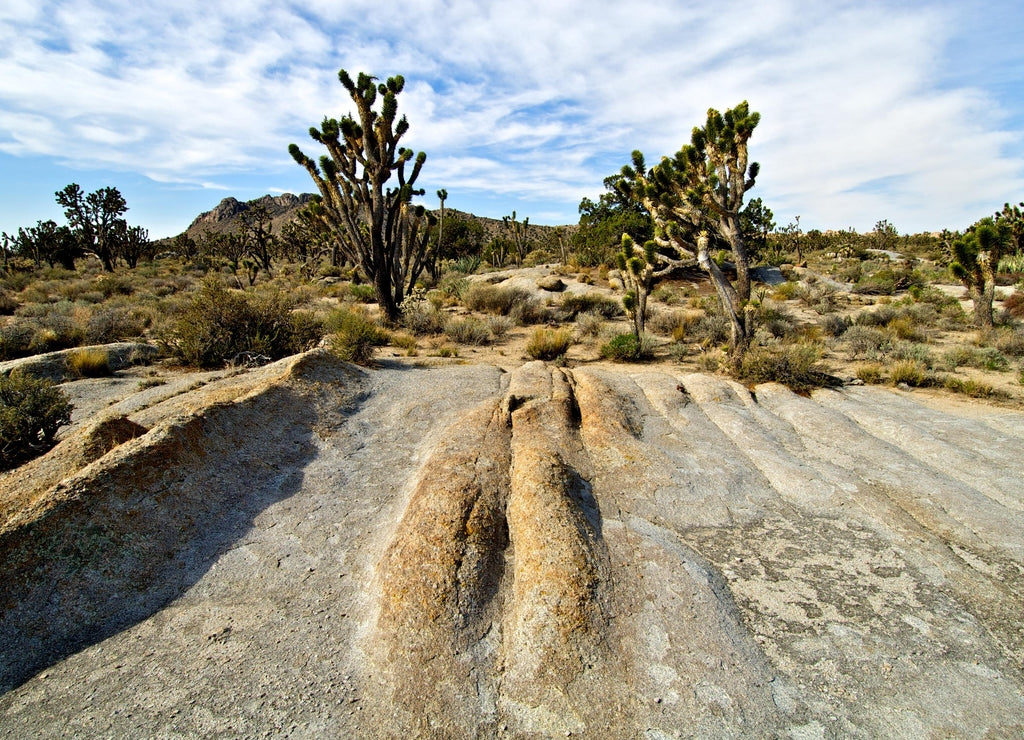 Granitoid Rocks of Cretaceous Age on flanks of Cima Dome, Mojave National Preserve, California