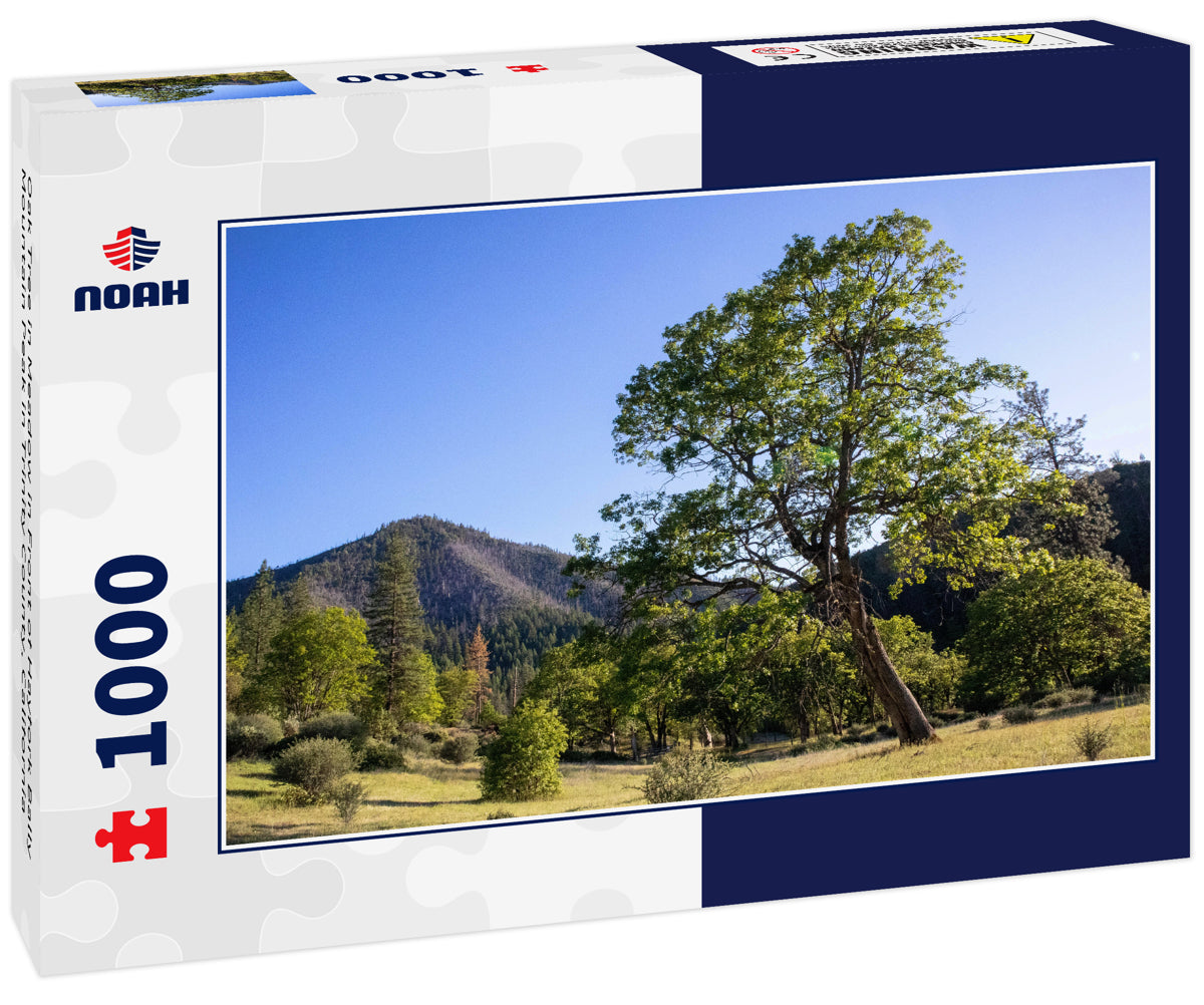 Oak Tree in Meadow in Front of Hayfork Bally Mountain Peak in Trinity County, California