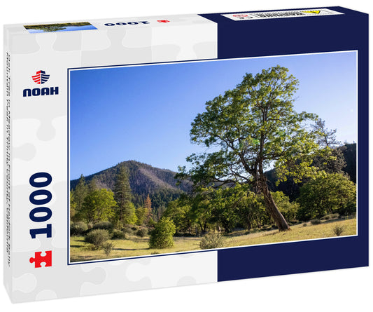 Oak Tree in Meadow in Front of Hayfork Bally Mountain Peak in Trinity County, California