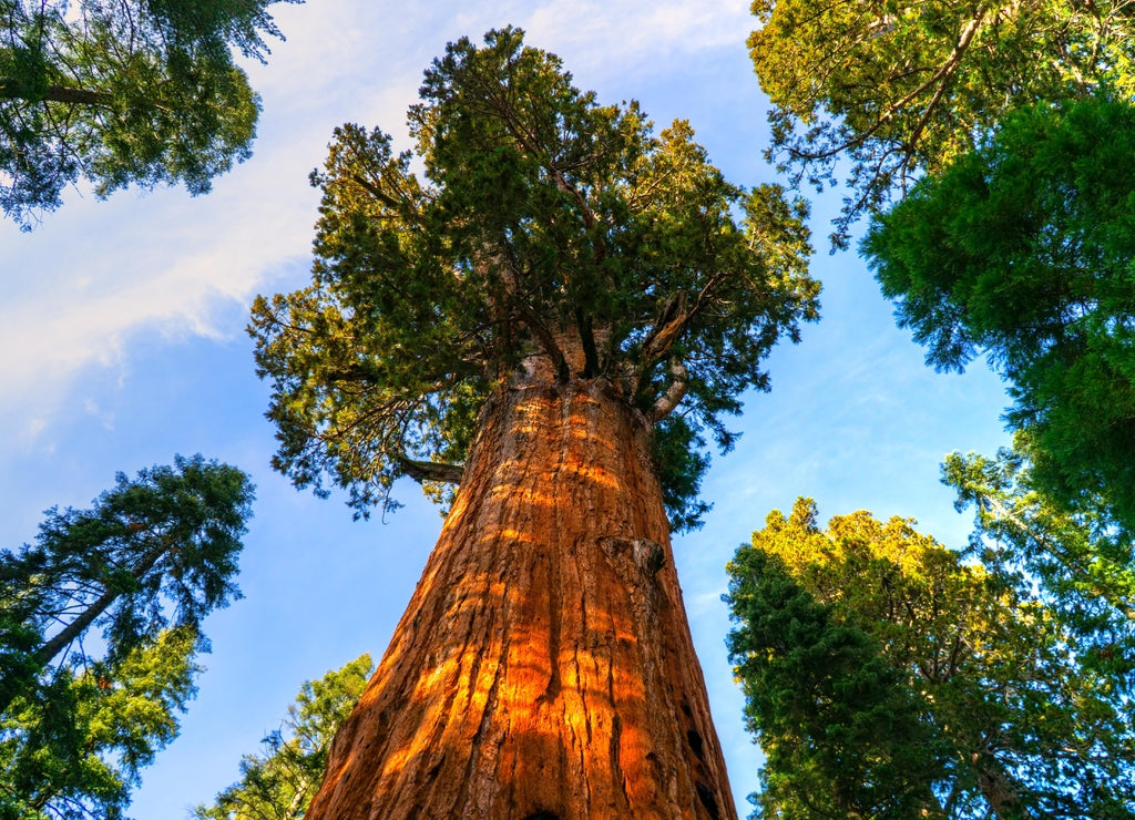 Sequoia National Park, California, USA