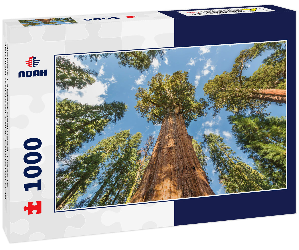 World's Largest Redwood Trees in Sequoia National Park, California USA