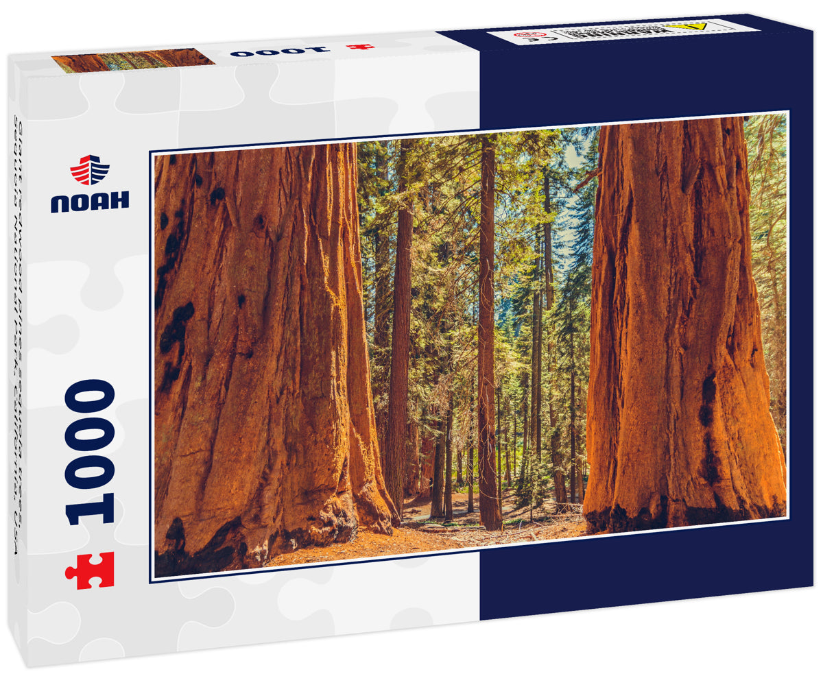 Giant redwood pines sequoia trees, Sequoia National Park, California, USA