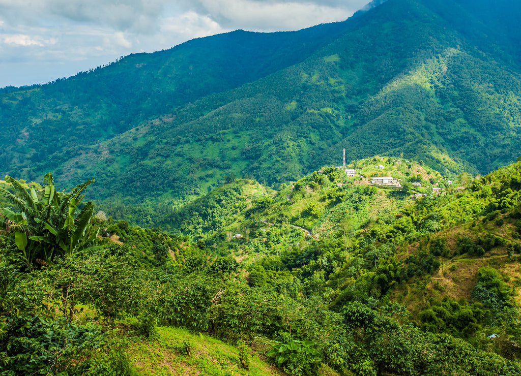 Blue mountains of Jamaica coffee growth place