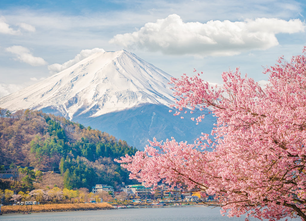 Mountain Fuji in spring, Cherry blossom Sakura
