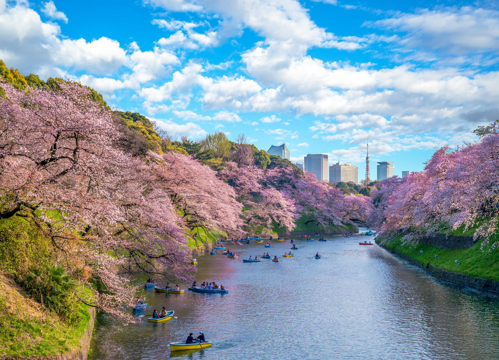 cherry blossom at chidori ga fuchi, tokyo, japan