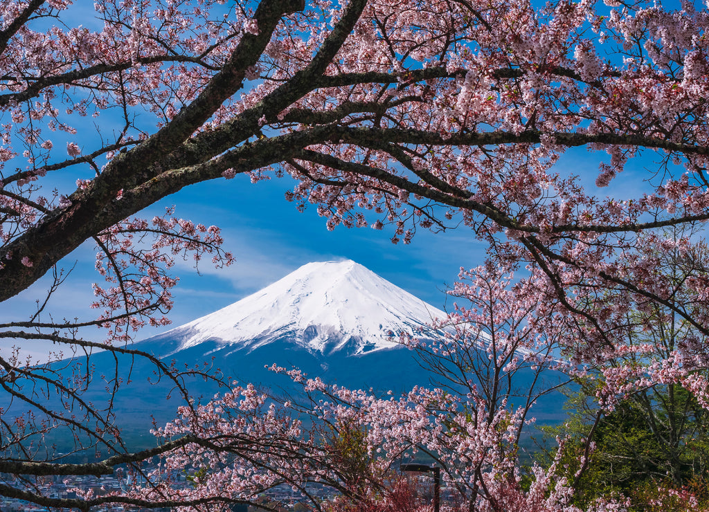 Mountain Fuji Sakura cherry blossom Japan spring season
