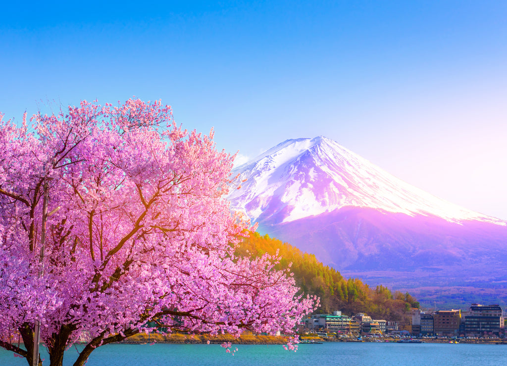 Mount Fuji and cherry blossoms which are viewed from lake Kawaguchiko, Yamanashi