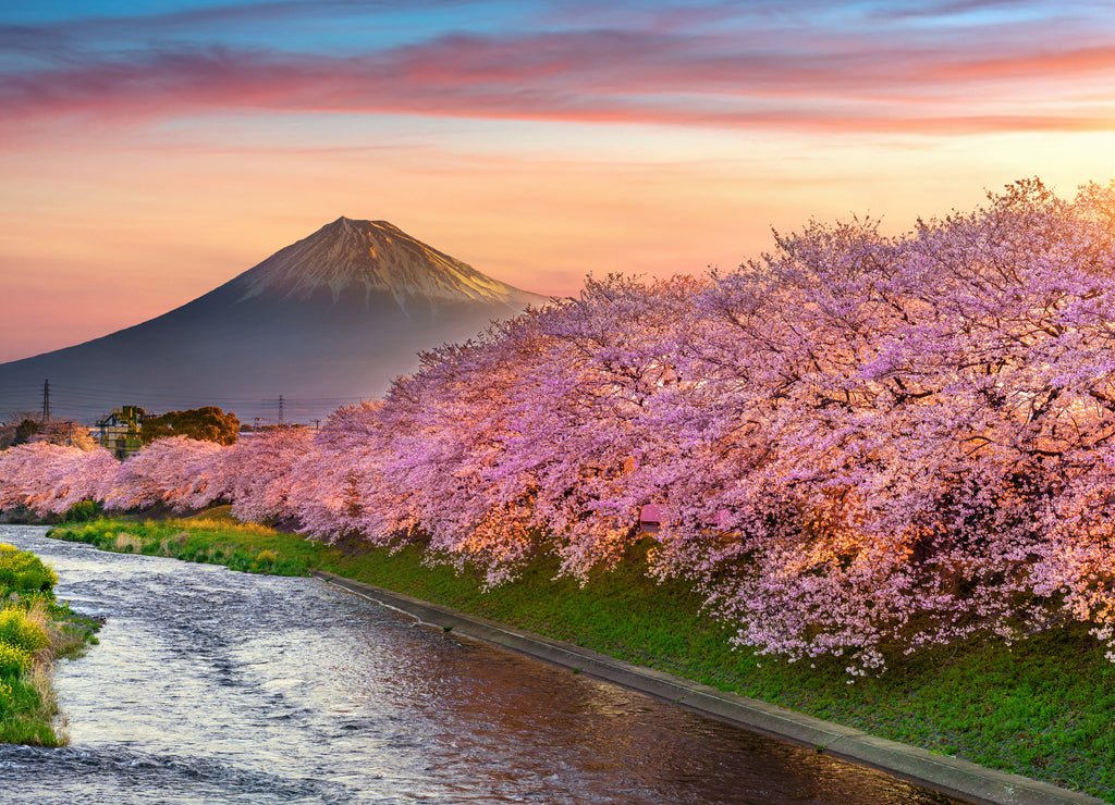 Cherry blossoms and Fuji mountain in spring at sunrise, Shizuoka