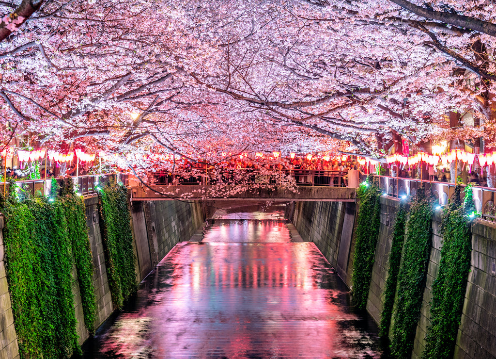 Cherry blossom rows along the Meguro river in Tokyo