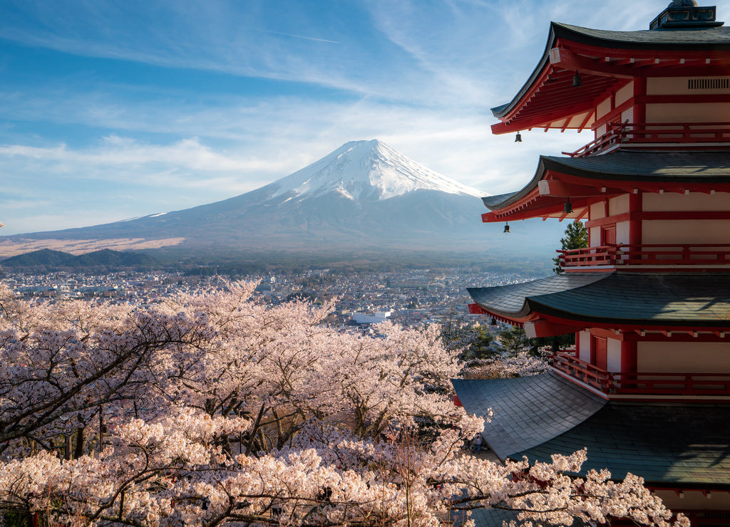 Fujiyoshida, Japan at Chureito Pagoda and Mt. Fuji in the spring with cherry blossoms full bloom during sunrise