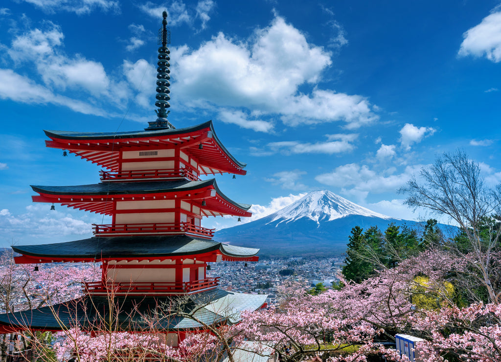 Cherry blossoms in spring, Chureito pagoda and Fuji mountain in Japan