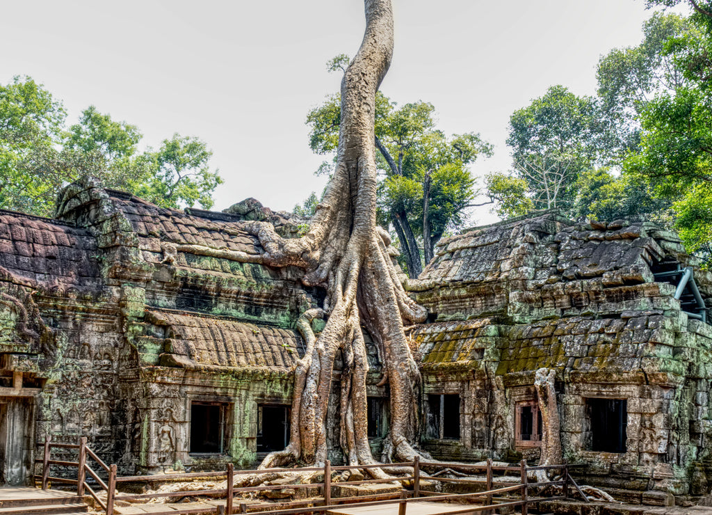 Ta Prohm Temple, Cambodia