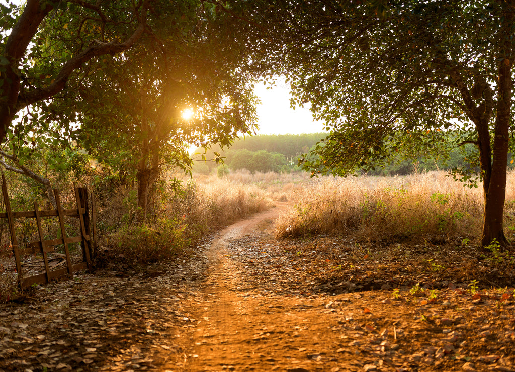 Sunset in the cashew nut tree forest, Cambodia Banlung province
