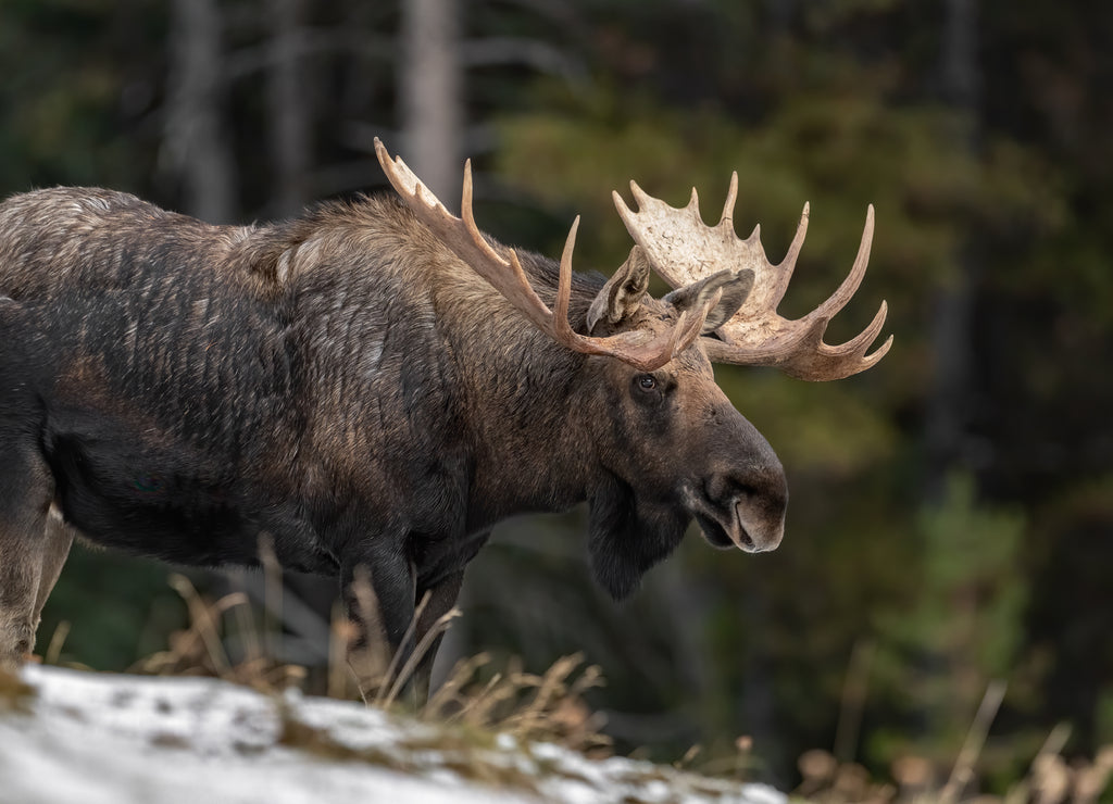 Moose in Jasper Canada