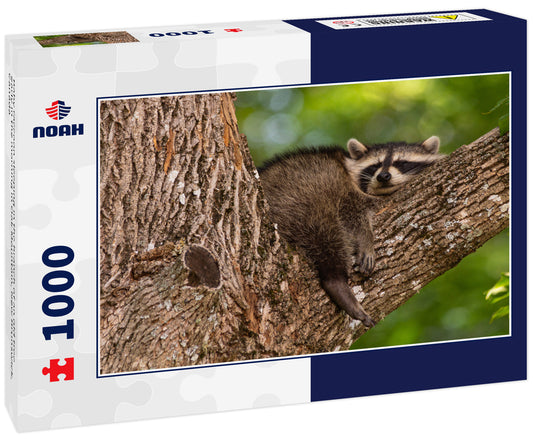 Baby raccoon sleeping in the branch of an old tree early in the morning in Oak Mountain, New Brunswick, Canada