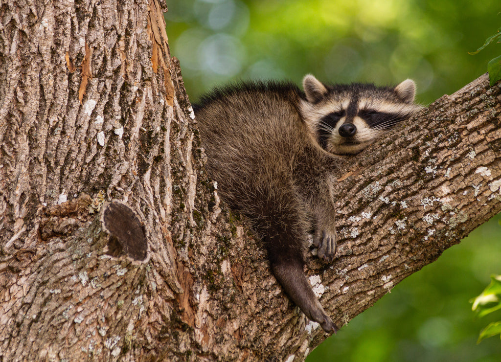 Baby raccoon sleeping in the branch of an old tree early in the morning in Oak Mountain, New Brunswick, Canada