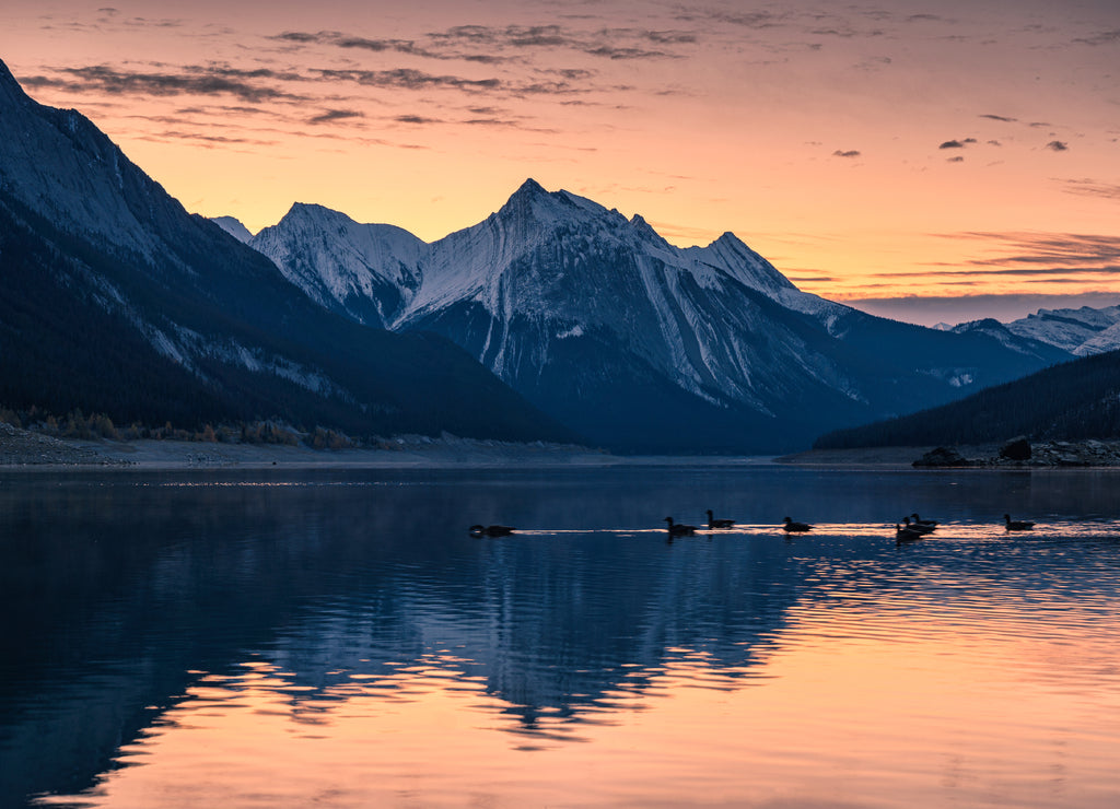 Canadian Rockies with colorful sky and flock of teal floating on Medicine Lake in Jasper national park