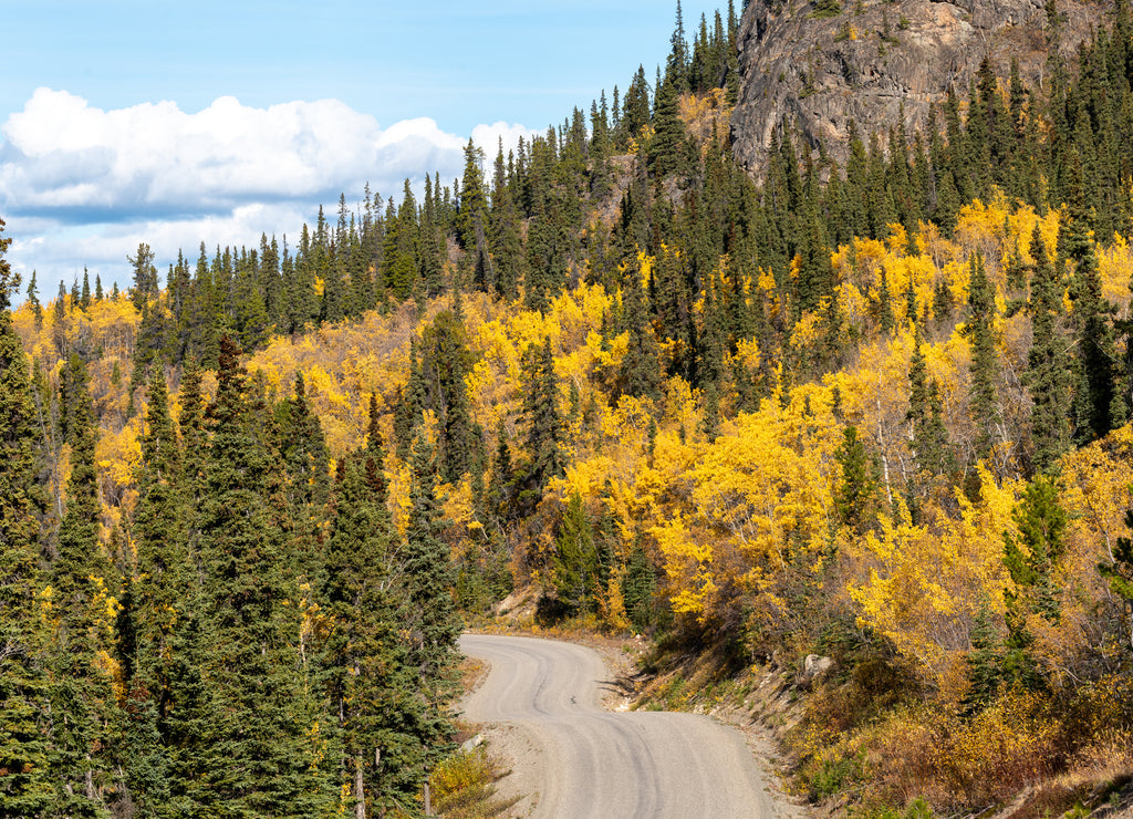 Amazing view of the road highway to Atlin, northern British Columbia with fall scenes and yellow autumn colors