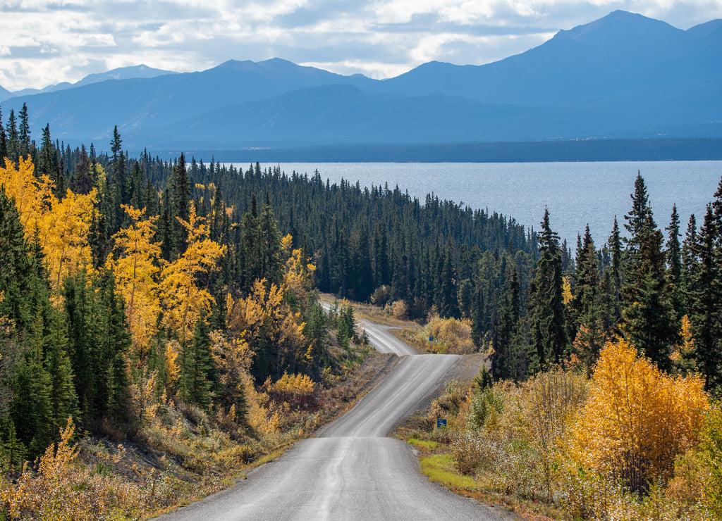 Amazing view of the road highway to Atlin, northern British Columbia with fall scenes and yellow autumn colors. Taken near the Yukon Territory border in Canada