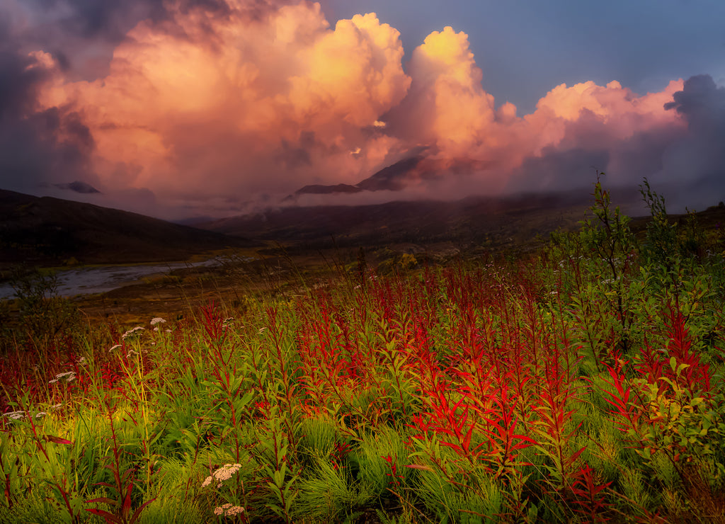 Beautiful View of Wild Flowers, Trees and Mountains in Canadian Nature. Tomstone Territorial Park, Yukon, Canada