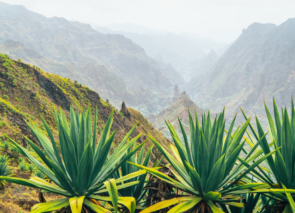 Santo Antao island at Cabo Verde. Volcano terrain with mountain edges above the valley overgrown with agave plants