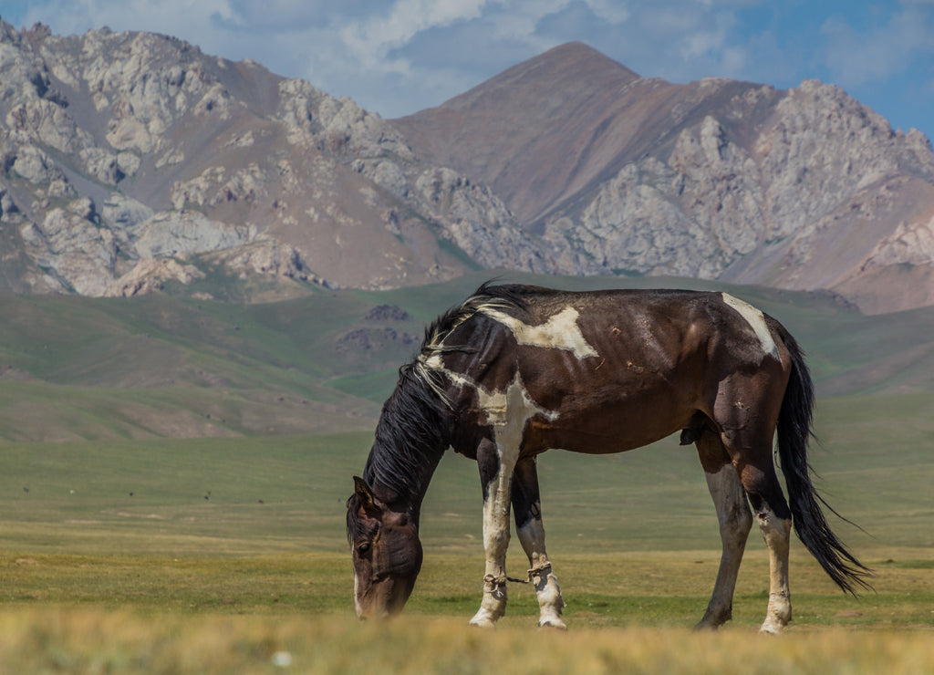 Horse on a meadow in the mountains of Kyrgyzstan