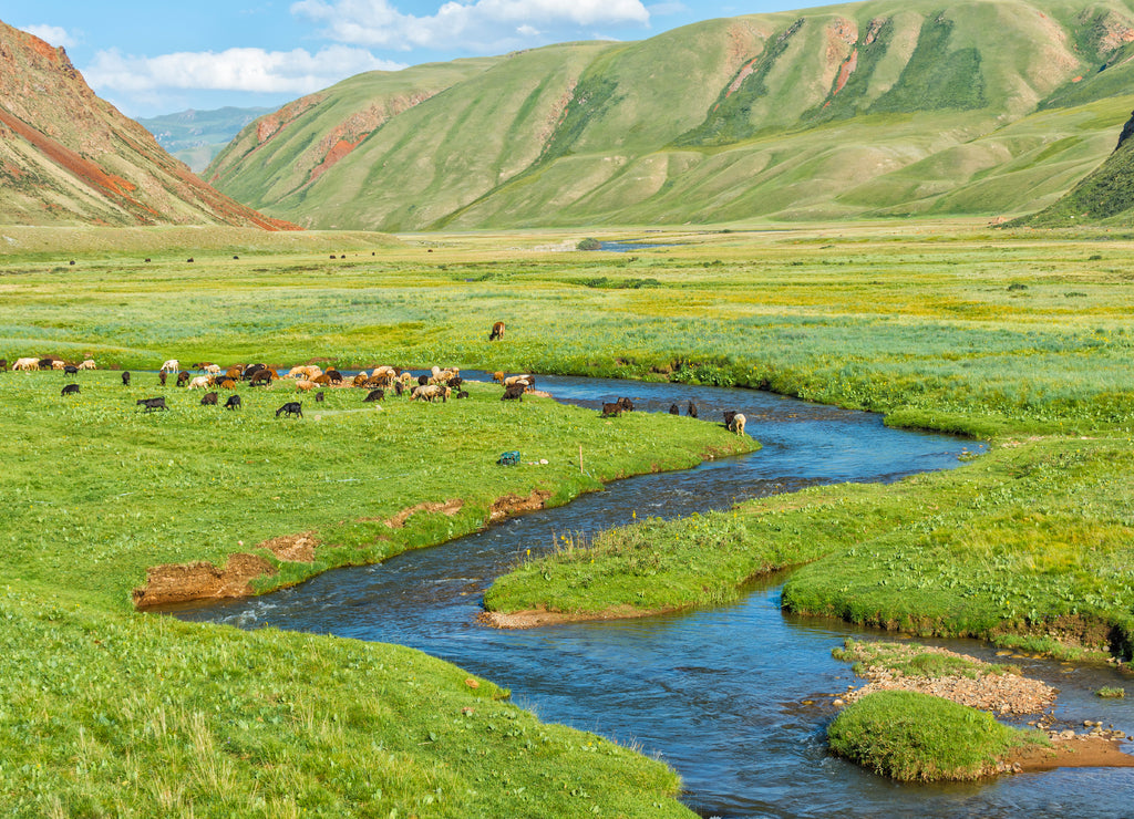 Sheep herd grazing along a mountain river, Naryn gorge, Naryn Region, Kyrgyzstan