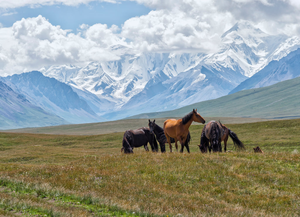 Horses grazing in front of Tien Shan snow-capped mountains, Sary Jaz valley, Issyk Kul region, Kyrgyzstan