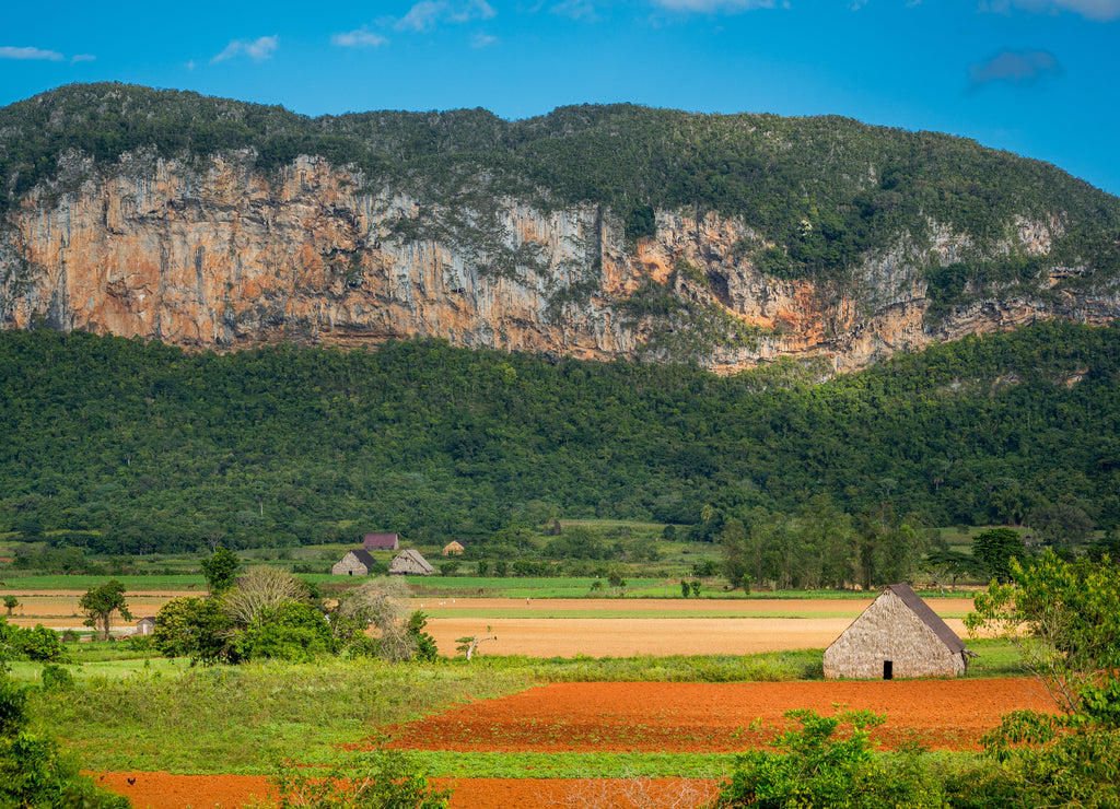 Vinales, Cuba. Tobacco farming